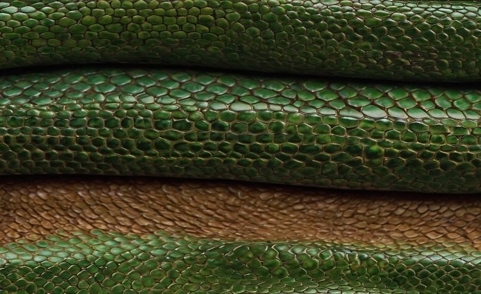 lizard skin