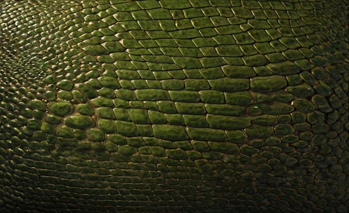 lizard skin